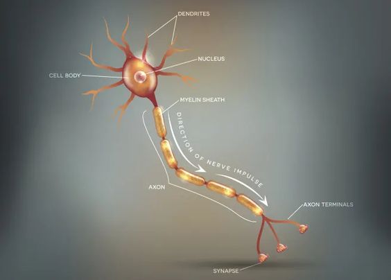 Multiple Sclerosis Treatment Options